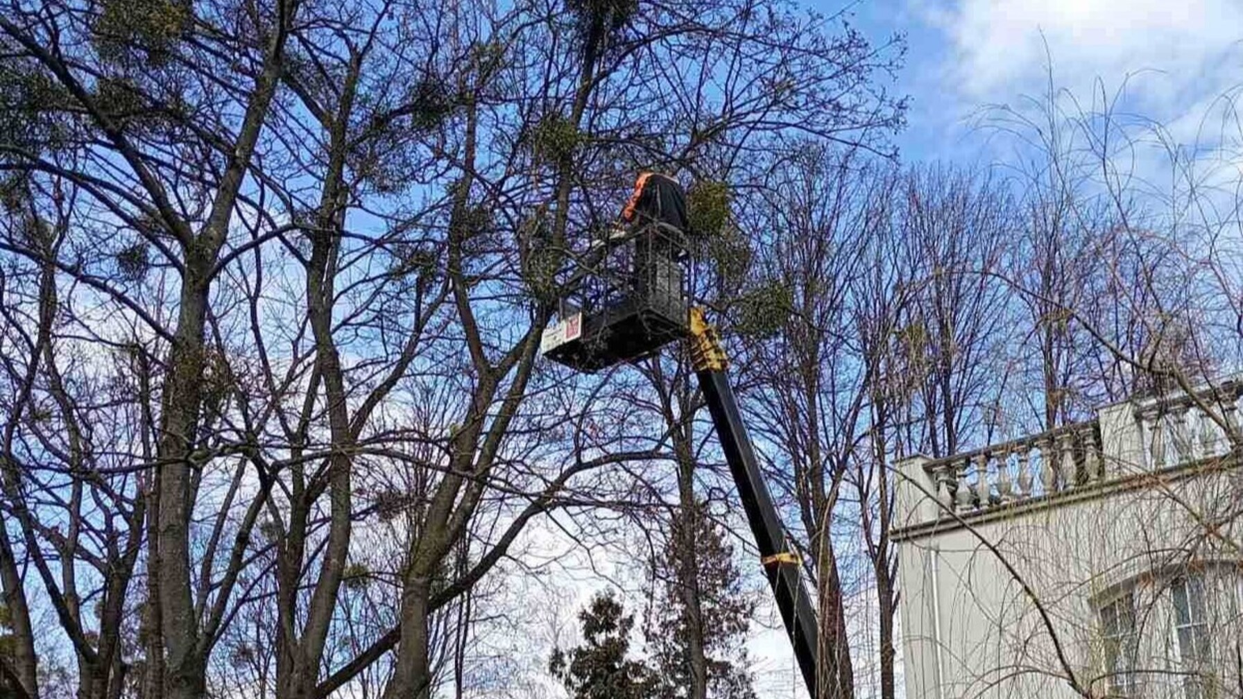 обрізка дерев