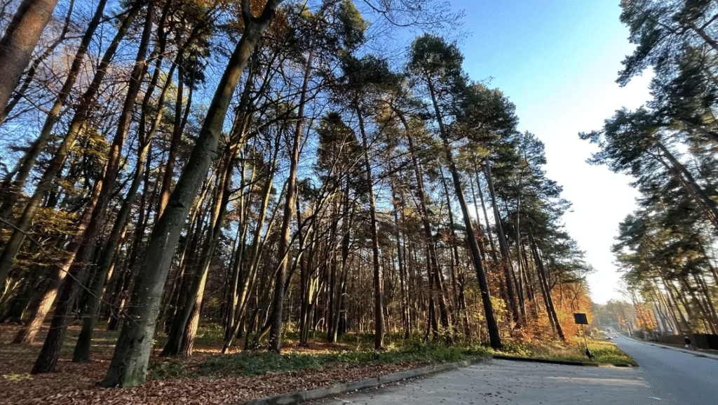 Закон про нацспротив, вирубка лісів біля Львова, літературна премія міста: головні новини дня - 5