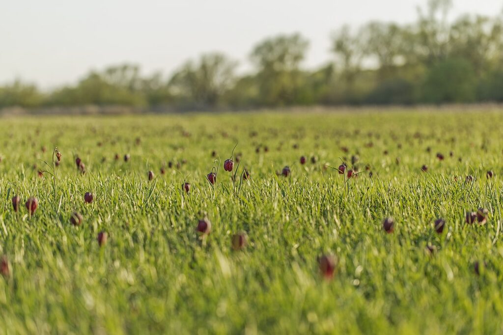 Куди поїхати на Львівщині: від долини «диких тюльпанів» до найбільшого замку - 1