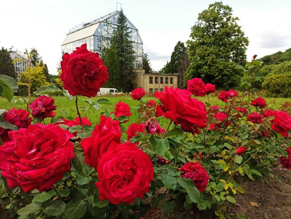 Де побачити магнолії, сакури й екзотичні рослини: ботанічні сади та дендропарки Львівщини - 1