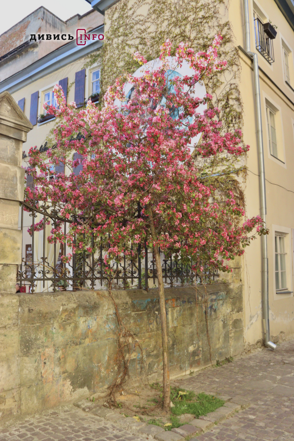 Де у Львові побачити, як квітнуть сакури: світлини з квіткових локацій - 32