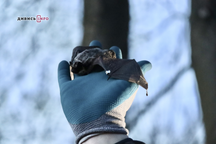 «Політ в нове життя»: у Львові випустили пів сотні кажанів (фото) - 6