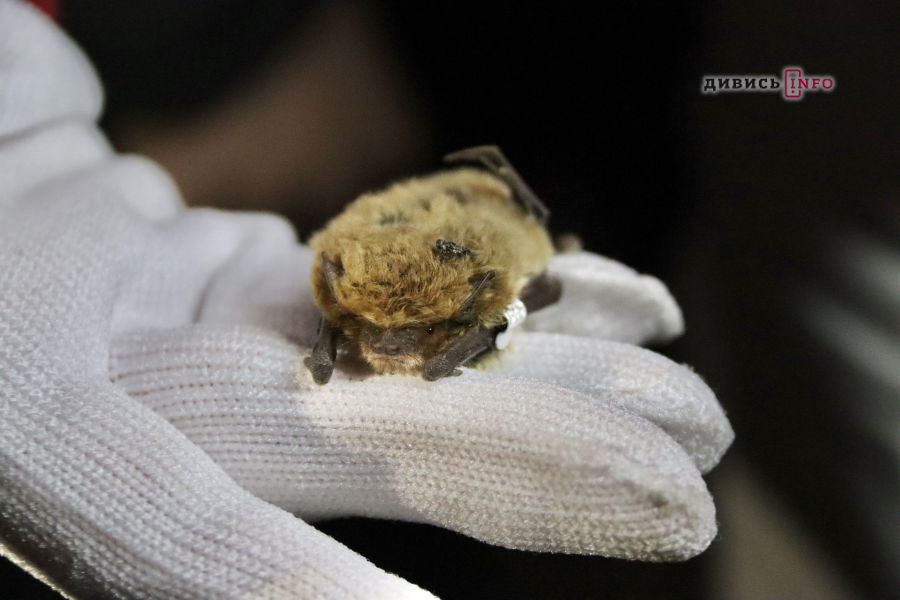 «Політ в нове життя»: у Львові випустили пів сотні кажанів (фото) - 2
