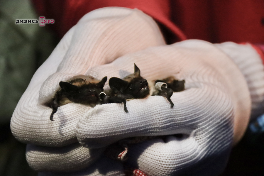 «Політ в нове життя»: у Львові випустили пів сотні кажанів (фото)