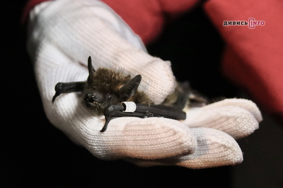 «Політ в нове життя»: у Львові випустили пів сотні кажанів (фото) - 1
