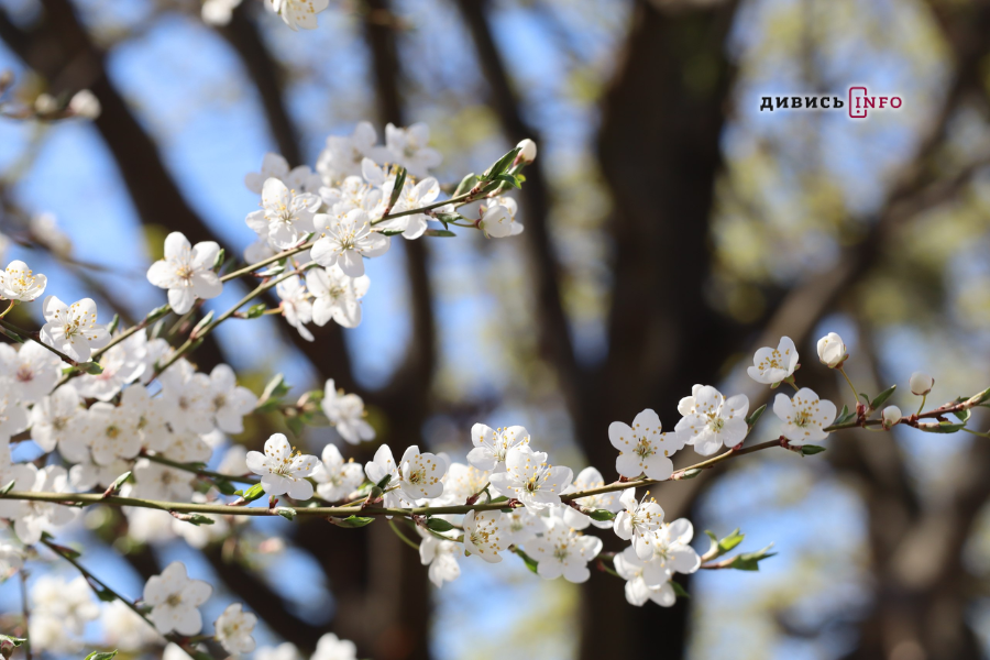 цвіте алича