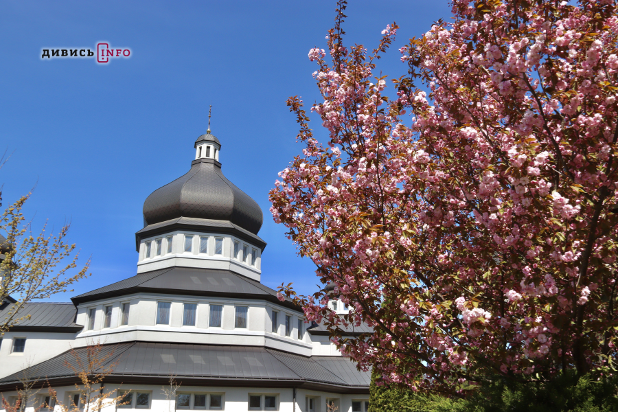 Де у Львові побачити, як квітнуть сакури: світлини з квіткових локацій - 29