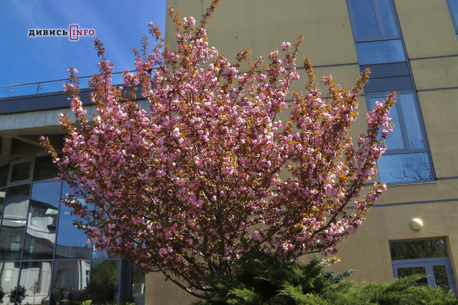 Де у Львові побачити, як квітнуть сакури: світлини з квіткових локацій - 28