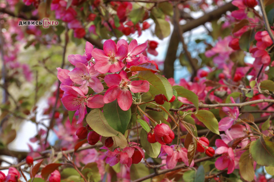 Де у Львові побачити, як квітнуть сакури: світлини з квіткових локацій - 31