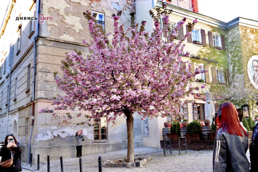 Де у Львові побачити, як квітнуть сакури: світлини з квіткових локацій - 30