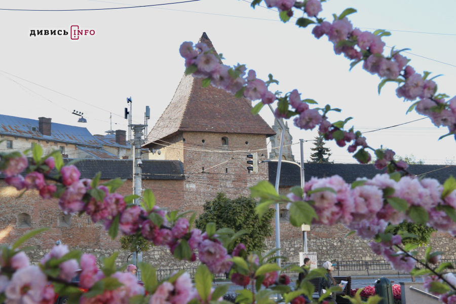 Де у Львові побачити, як квітнуть сакури: світлини з квіткових локацій - 33