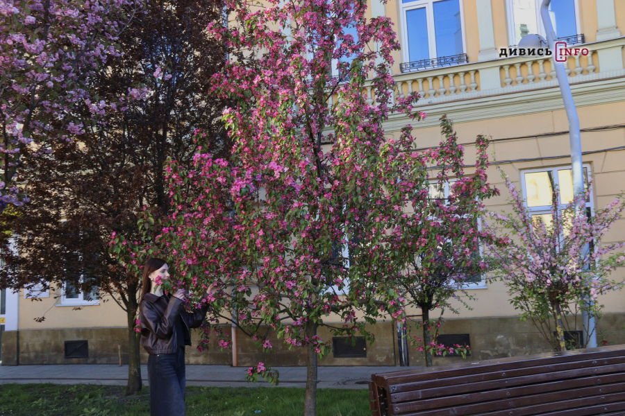 Де у Львові побачити, як квітнуть сакури: світлини з квіткових локацій - 34