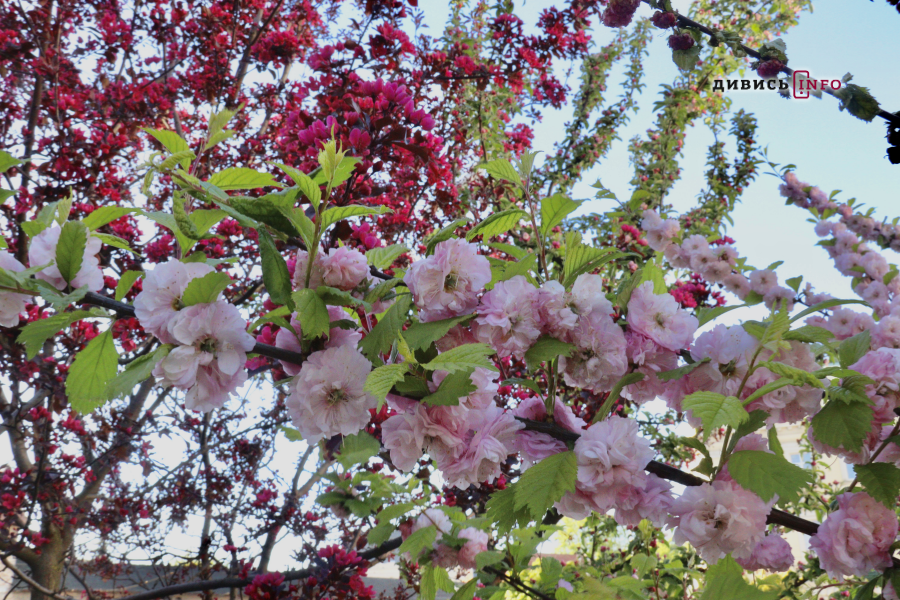 Де у Львові побачити, як квітнуть сакури: світлини з квіткових локацій - 35