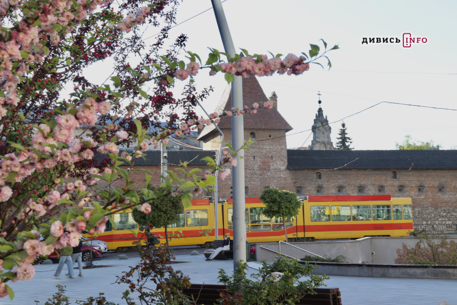 Де у Львові побачити, як квітнуть сакури: світлини з квіткових локацій - 36