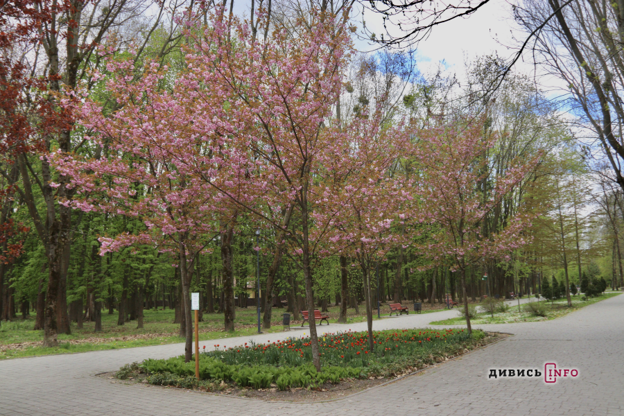 Де у Львові побачити, як квітнуть сакури: світлини з квіткових локацій - 37