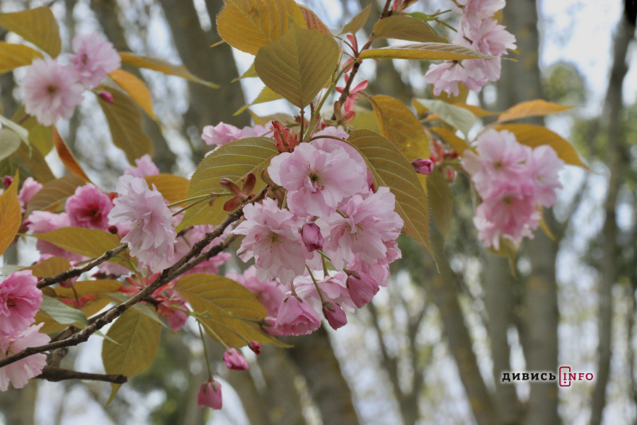 Де у Львові побачити, як квітнуть сакури: світлини з квіткових локацій - 39