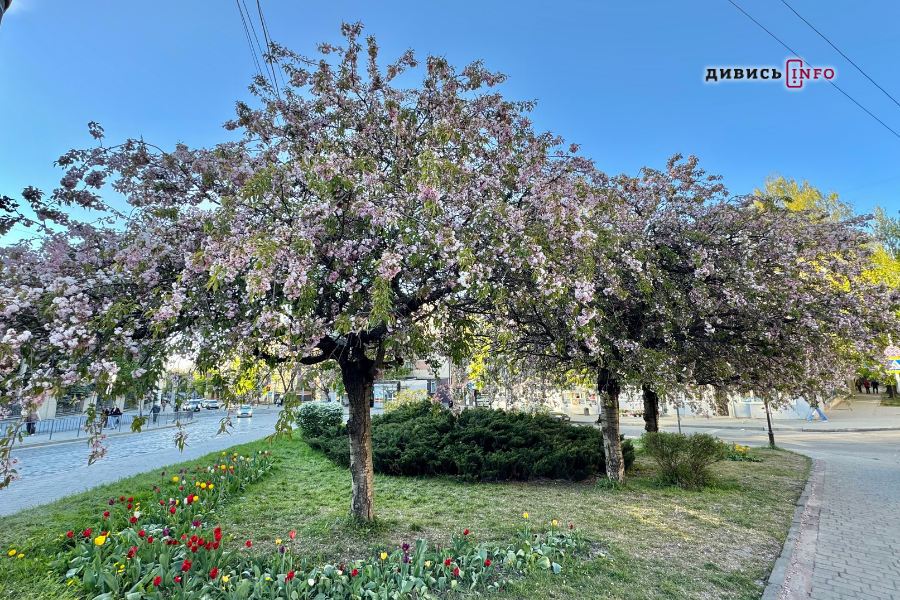 Де у Львові побачити, як квітнуть сакури: світлини з квіткових локацій - 40