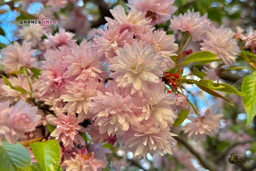 Де у Львові побачити, як квітнуть сакури: світлини з квіткових локацій - 41