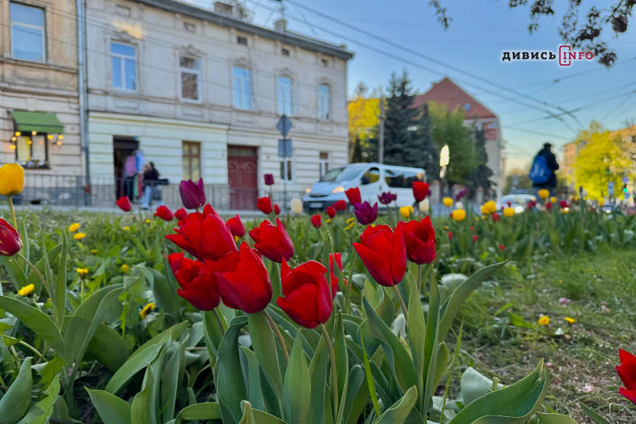 Де у Львові побачити, як квітнуть сакури: світлини з квіткових локацій - 42
