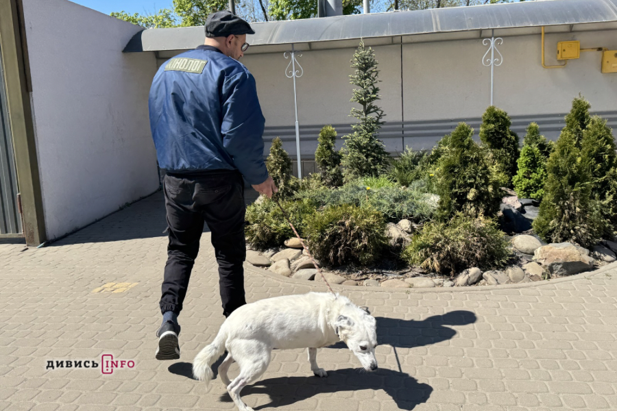 Чіпування тварин у Львові: для чого і як це зробити, щоб не отримати штраф - 3