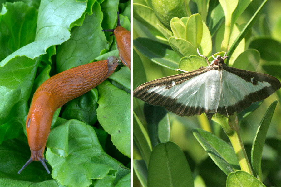 «Правильні рослини — в правильних місцях», — львівська садівниця про поради з озеленення та поширені міфи догляду за рослинами - 10