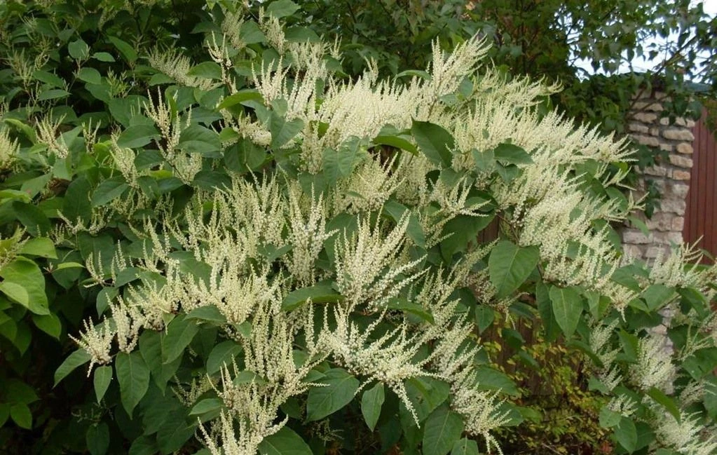 «Правильні рослини — в правильних місцях», — львівська садівниця про поради з озеленення та поширені міфи догляду за рослинами - 6