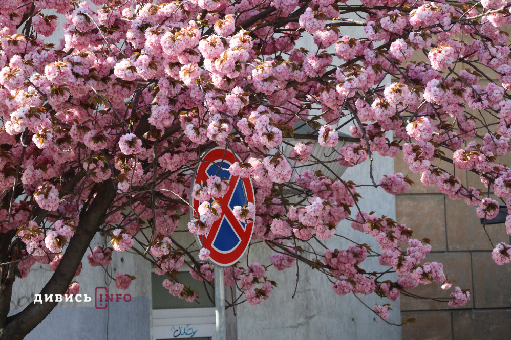 Де у Львові побачити, як квітнуть сакури: світлини з квіткових локацій - 1