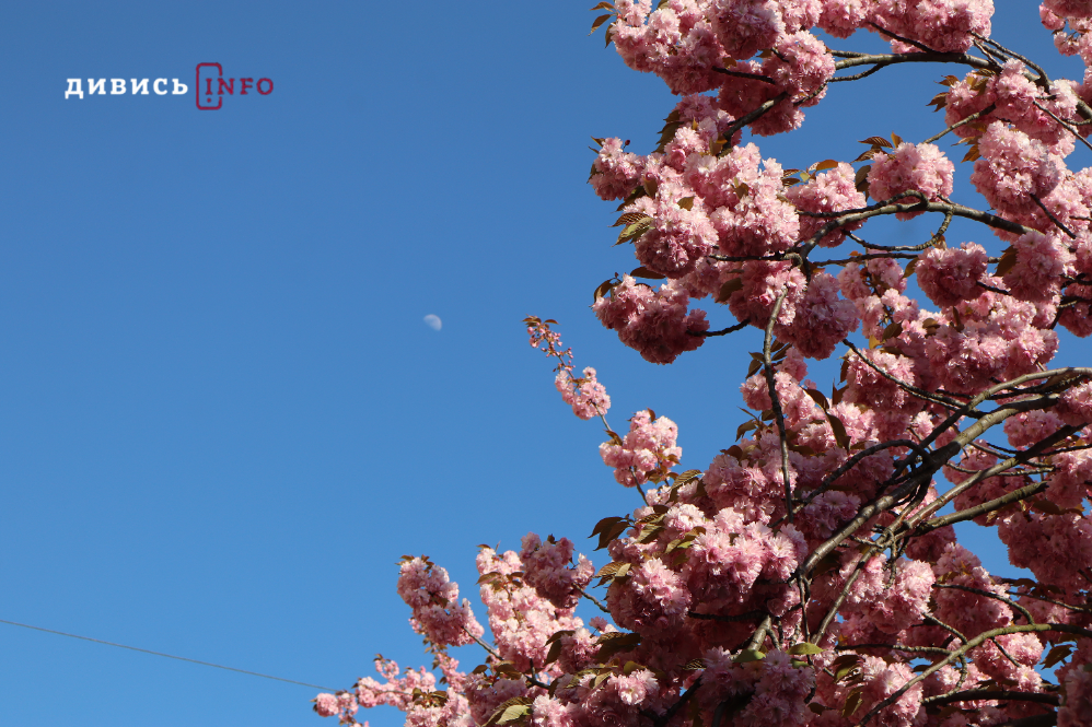 Де у Львові побачити, як квітнуть сакури: світлини з квіткових локацій - 3