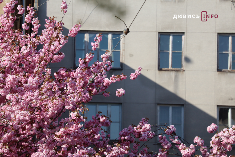 Де у Львові побачити, як квітнуть сакури: світлини з квіткових локацій - 5