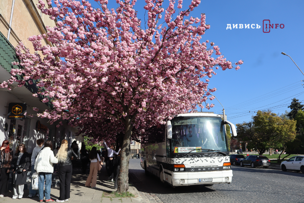 Де у Львові побачити, як квітнуть сакури: світлини з квіткових локацій - 4