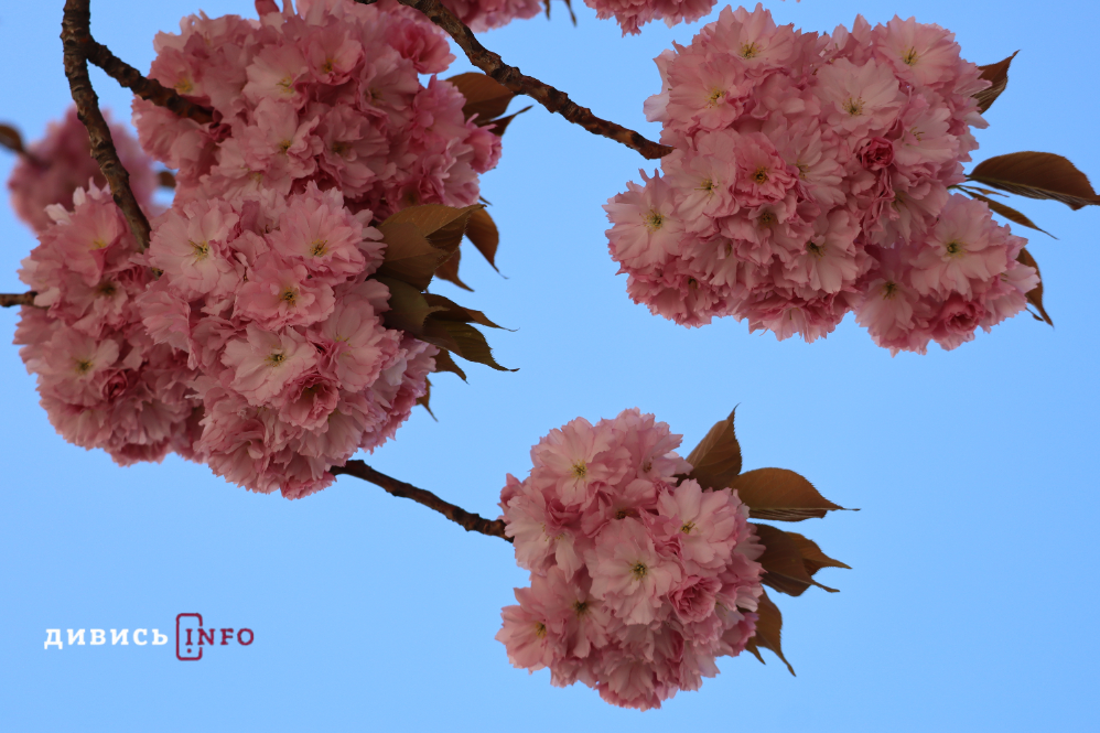 Де у Львові побачити, як квітнуть сакури: світлини з квіткових локацій - 6
