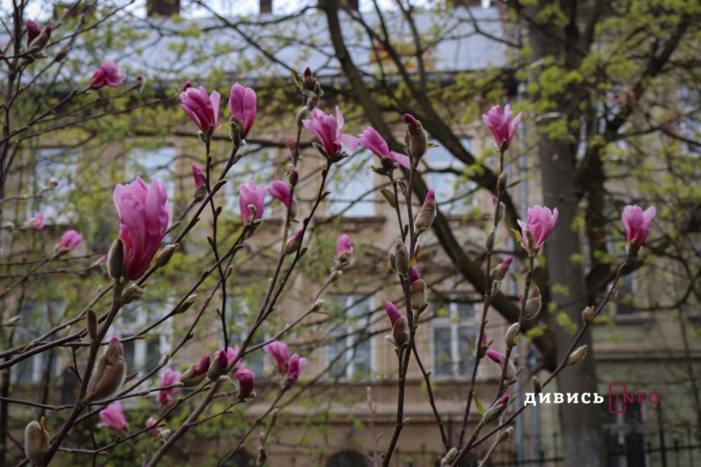 31,3°C морозу в березні: які температурні рекорди фіксували на Львівщині і чому весна така мінлива - 1