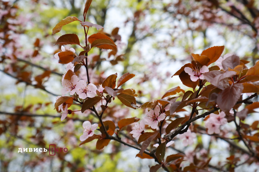 31,3°C морозу в березні: які температурні рекорди фіксували на Львівщині і чому весна така мінлива - 2