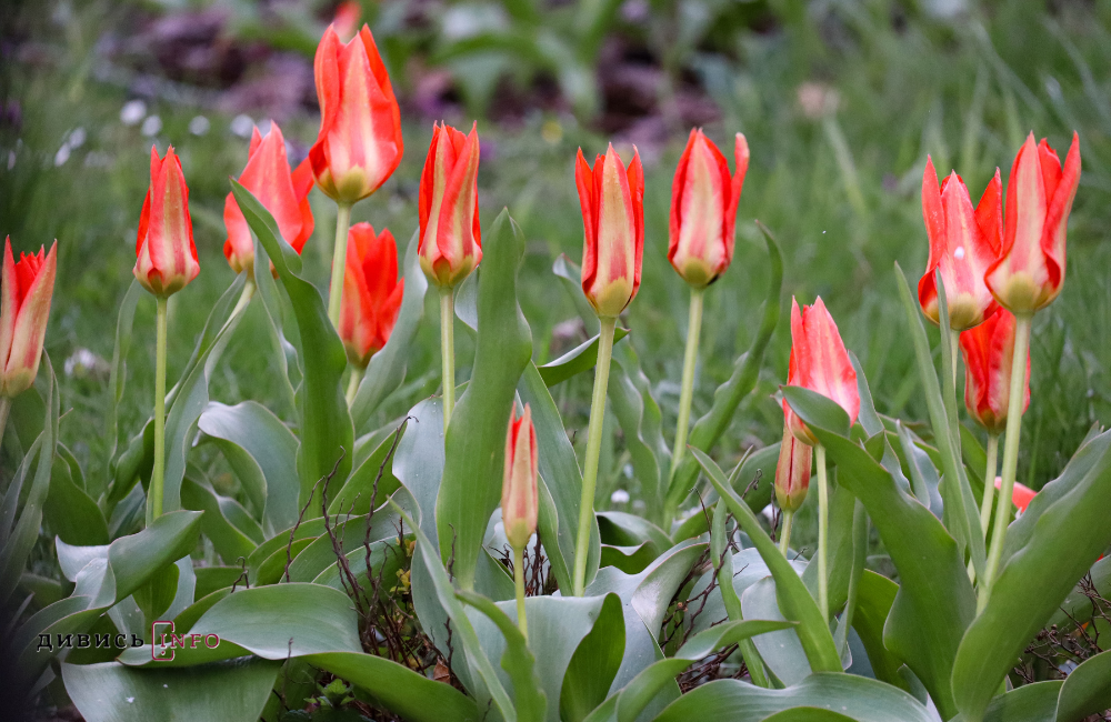 31,3°C морозу в березні: які температурні рекорди фіксували на Львівщині і чому весна така мінлива - 6