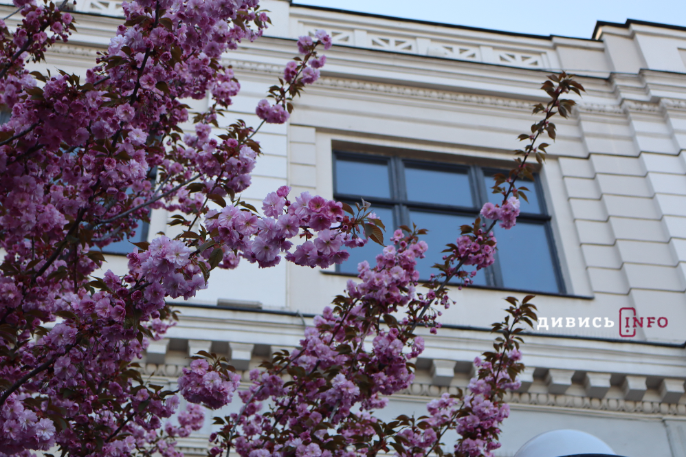 Де у Львові побачити, як квітнуть сакури: світлини з квіткових локацій - 19