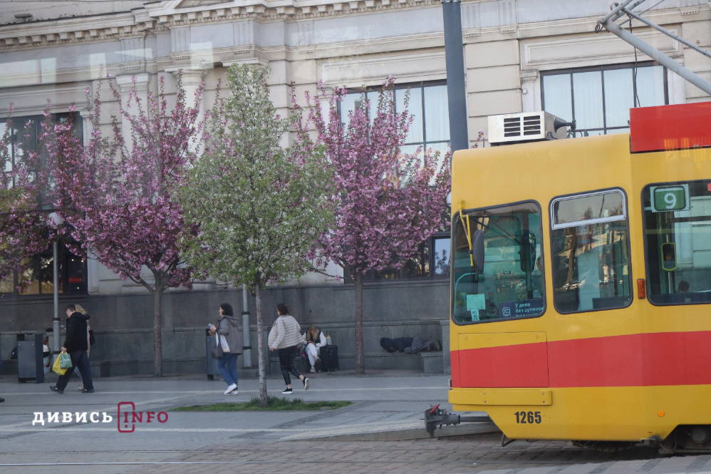 Де у Львові побачити, як квітнуть сакури: світлини з квіткових локацій - 18