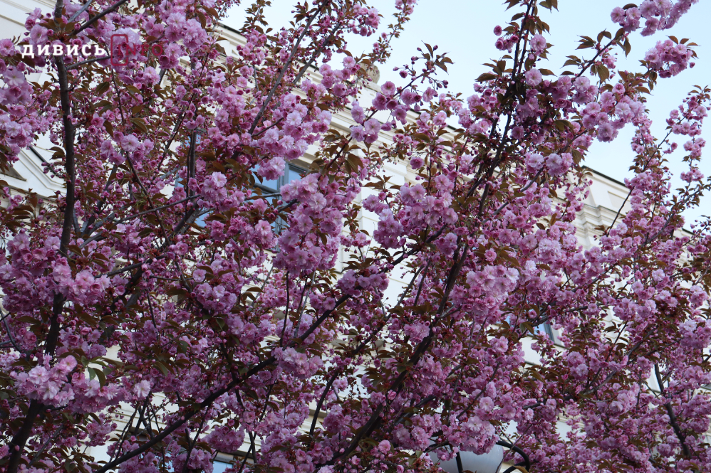 Де у Львові побачити, як квітнуть сакури: світлини з квіткових локацій - 22