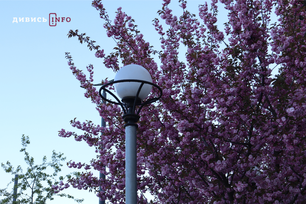 Де у Львові побачити, як квітнуть сакури: світлини з квіткових локацій - 21