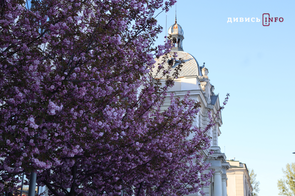 Де у Львові побачити, як квітнуть сакури: світлини з квіткових локацій - 17