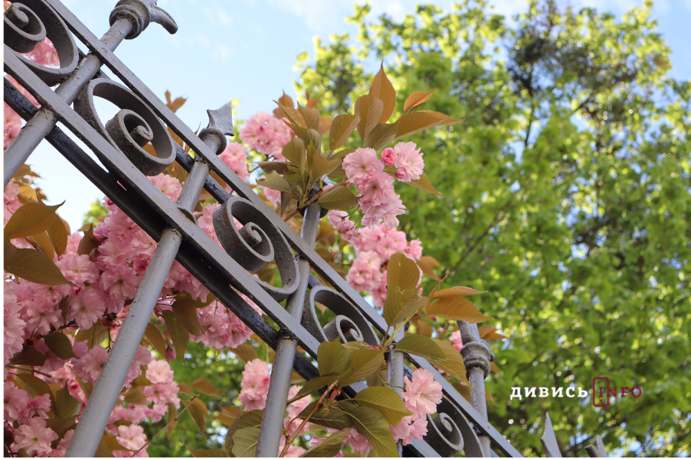 Де у Львові побачити, як квітнуть сакури: світлини з квіткових локацій - 25