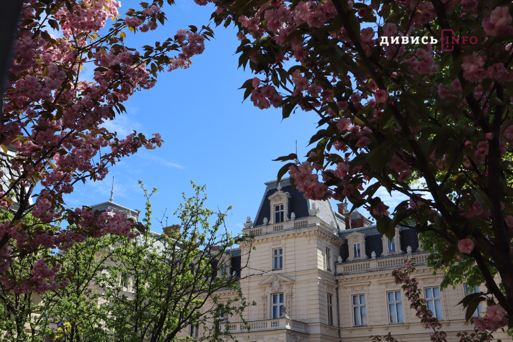 Де у Львові побачити, як квітнуть сакури: світлини з квіткових локацій - 23
