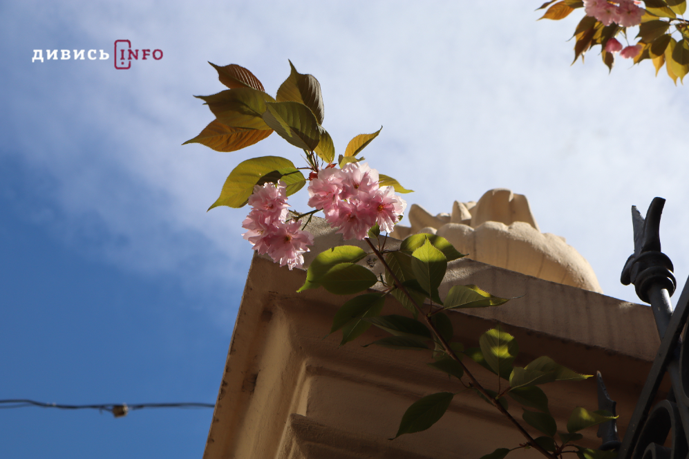 Де у Львові побачити, як квітнуть сакури: світлини з квіткових локацій - 26