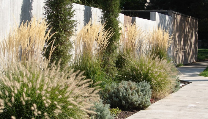 «Правильні рослини — в правильних місцях», — львівська садівниця про поради з озеленення та поширені міфи догляду за рослинами - 9