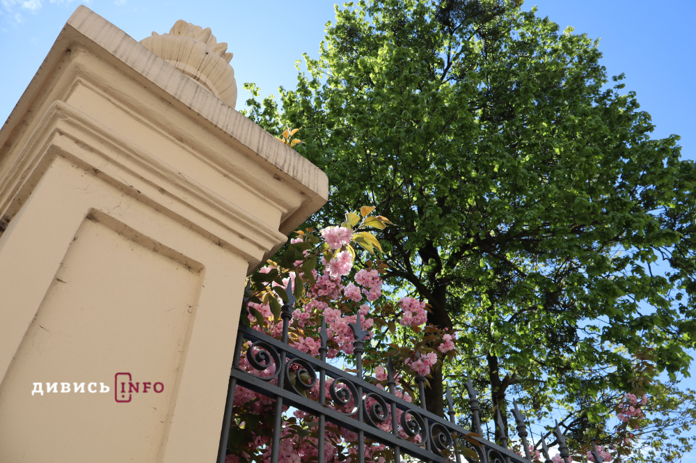 Де у Львові побачити, як квітнуть сакури: світлини з квіткових локацій - 24