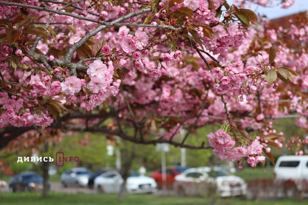 Де у Львові побачити, як квітнуть сакури: світлини з квіткових локацій