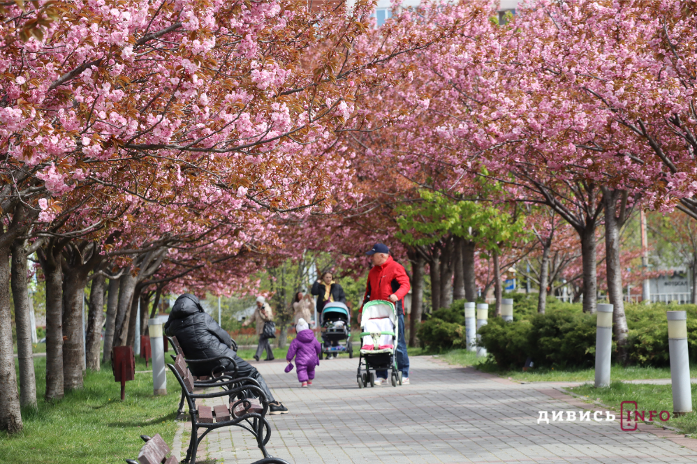 Де у Львові побачити, як квітнуть сакури: світлини з квіткових локацій - 7