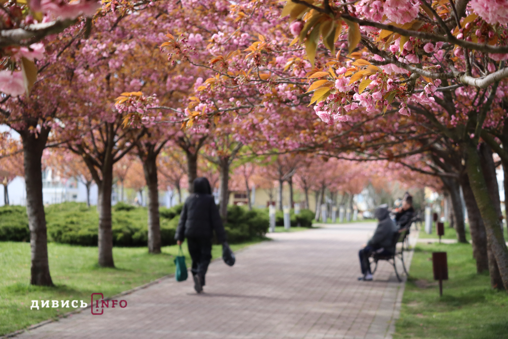 Де у Львові побачити, як квітнуть сакури: світлини з квіткових локацій - 9