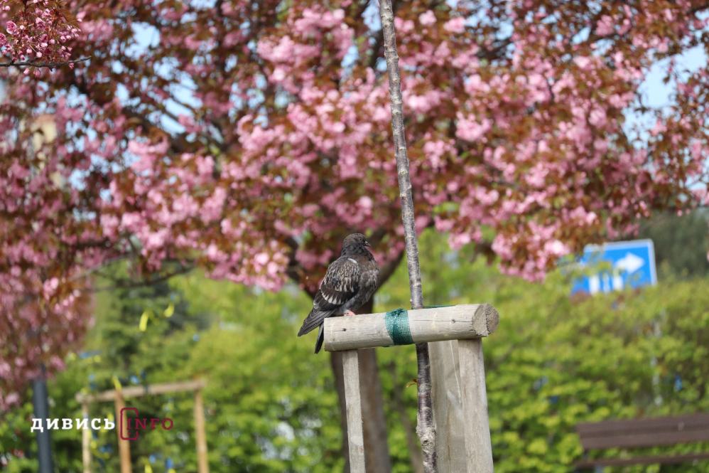 Де у Львові побачити, як квітнуть сакури: світлини з квіткових локацій - 12