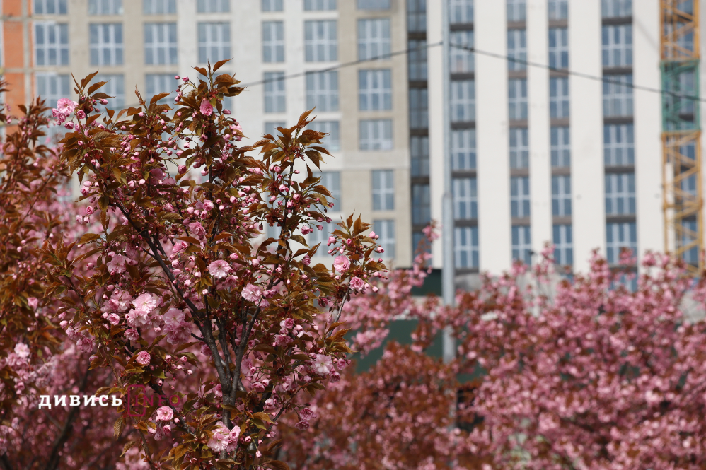 Де у Львові побачити, як квітнуть сакури: світлини з квіткових локацій - 10