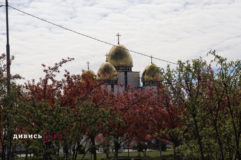 Де у Львові побачити, як квітнуть сакури: світлини з квіткових локацій - 11